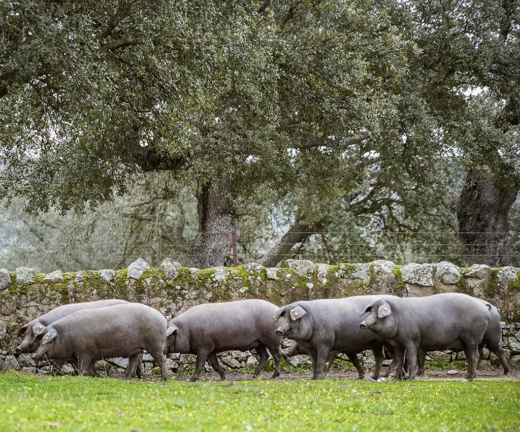 cerdo iberico en la dehesa
