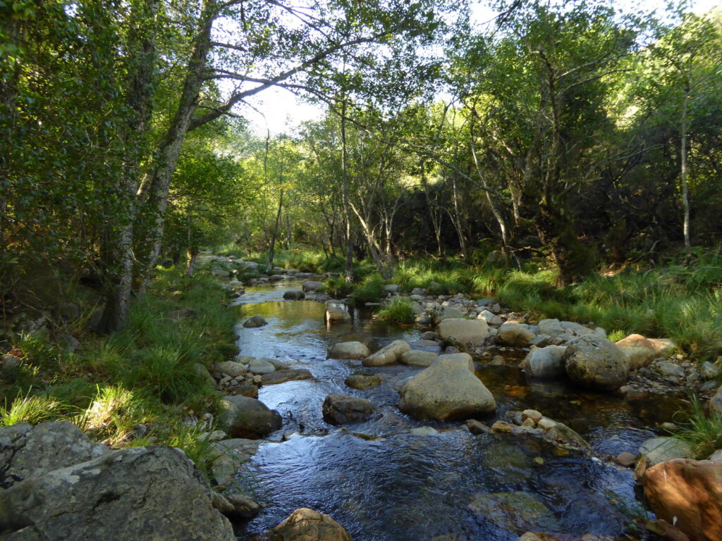 arroyo bosque las batuecas sierra de francia salamanca