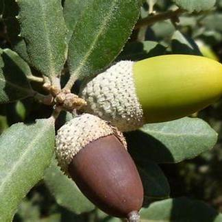 bellotas encina montanera cerdo iberico