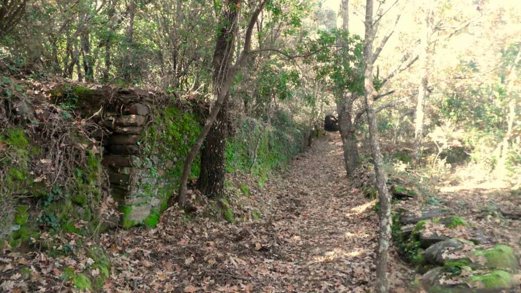 bosque castanos robles la alberca sierra de francia