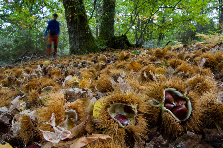 bosque robles castanos la alberca camino de las raices