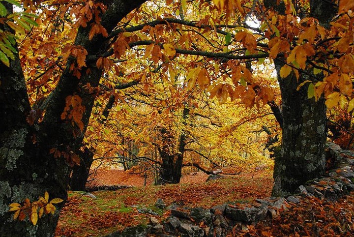 castanar otono hojas doradas bosque