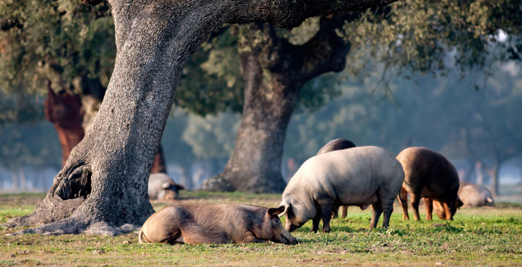 cerdos ibericos crianza libertad montanera dehesa