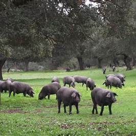 cerdos ibericos montanera dehesa encinas
