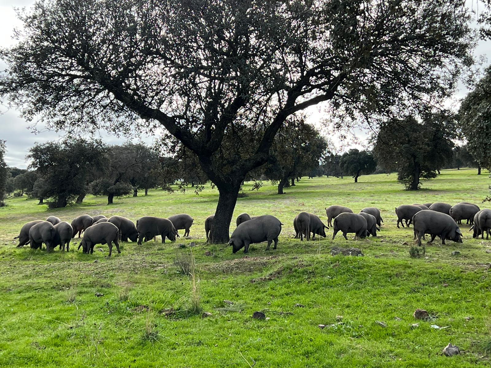 cerdos ibericos montanera pastando dehesa
