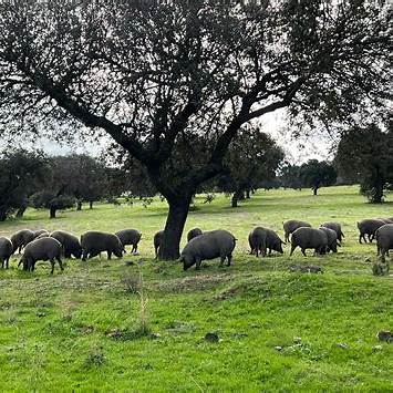 montanera cerdo iberico dehesa encinas bellota