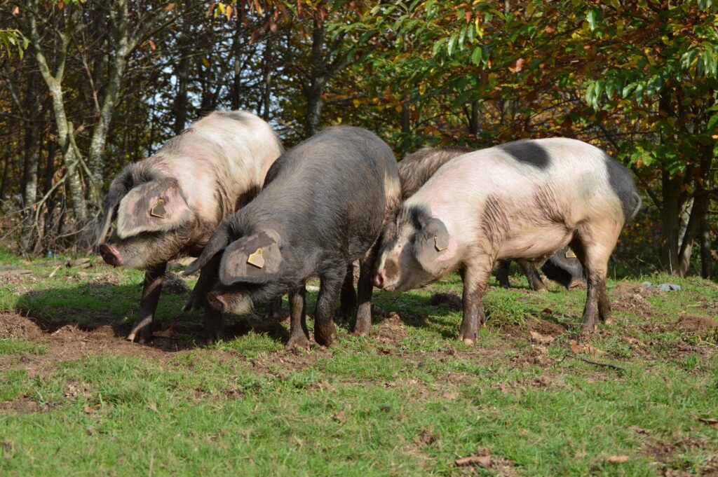 porco celta raza porcina gallega extensivo
